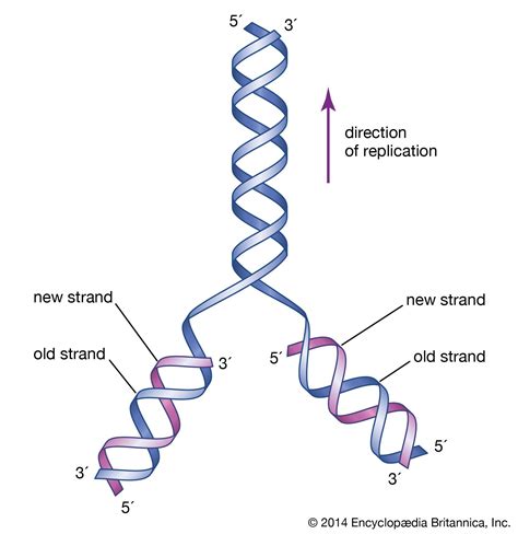 during semiconservative dna replication.